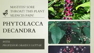 Phytolacca Decandra in Homeopathy by Professor Obaidus Sattar
