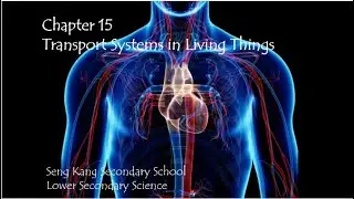 Transport System In Living Things (Part 1)