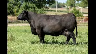 S A C Emblynette 7201 at Scott Angus Cattle