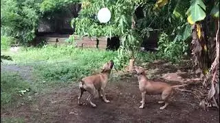 APBT - Jumping skills 