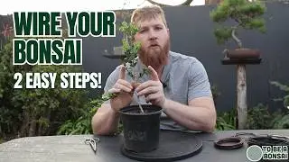 Bonsai Wiring Made Easy: 1-Branch & 2-Branch Techniques 🌱