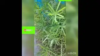 # short video asparagus  plant #status video new garden zone ##