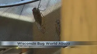 Scorpion, Moths, Beetle: Wisconsin Bugs Skitter Into Spotlight