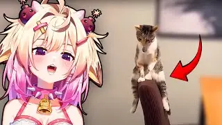 These Cats All Share ONE Braincell | Rosiebellmoo React