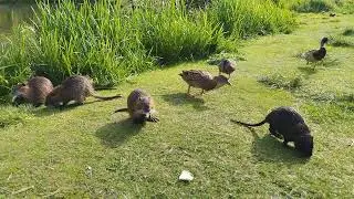 Wild Nutria.