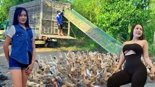 Rural Agriculture Project: How to Transport Ducks by Truck in Rural Vietnam &ndash; Farm Life Vlog TV