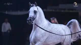 🇸🇦 KINGDOM ARABIAN HORSE CHAMPIONSHIP - The Aftermovie