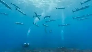 Oculus Go Virtual Reality Headset Wander App Traveling to Eastern Terrace, Palmyra Atoll