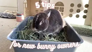 Top 5 TIPS For NEW Rabbit Owners