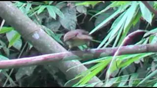 Bulbul, Straw-headed - Pycnonotus zeylanicus