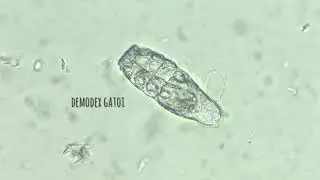 Demodex Gatoi | Guinea pig | skin scrape