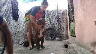 Pitbull Best Dog #lekthebestkennel