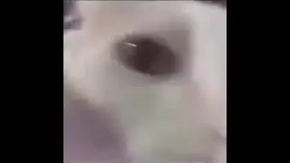 White cat dancing to Nuestra Canci&oacute;n