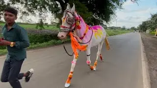 बैलपोळा घोड्यांची सजावट | Bail Pola horses decoration | horse videos | pashu premi 