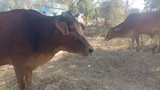 Funny Cow Videos | Village Cows & Bullocks | Cow Bullock Lovers | 15 |