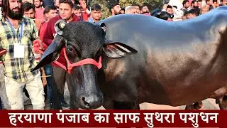 🌹🌹DFA Kurukshetra Murrah Buffalo Beauty Competition || Champion Murrah Buffalo