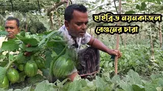 হাইব্রিড নয়ন কাজল বেগুনের চাষ পদ্ধতি || বেগুনের চারা পেতে কৃষকের সাথে যোগাযোগ করুন|