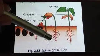 Epigeal and Hypogeal Germination