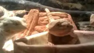 The ultimate bearded dragon feast