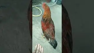 Native Chicken Perfect for Tinola😊#chickentinola #nativechicken #shortvideo #ytreels