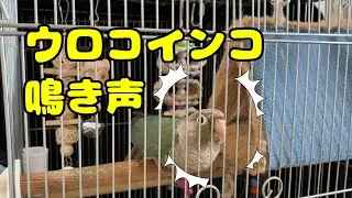 ウロコインコの鳴き声・呼び鳴き（Green Cheek Conure Sound）