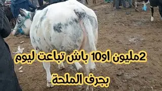 من سوق الإتنين جرف الملحة الغرب خيرات مولانة 