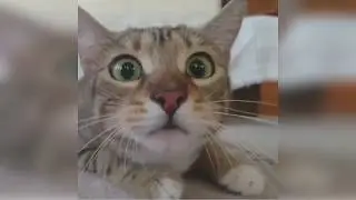 Funny Cats Instagram videos compilation (September 2018) !!!