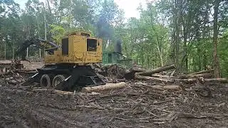 Tiger Cat Tennessee Logging #forestry #woods #business #axemantv 
