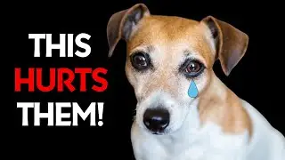 These Daily Things HURT Your Dog’s Feelings