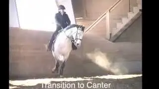 JP Zilver ~ Lusitano Holsteiner Cross, Big, Elegant, Sweet FOR SALE
