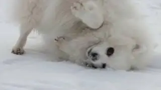 Scent Roll -- Dogs Rub Their Heads in the Snow (to mask own smell, allegedly)