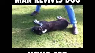 resuscitation dog / reanimacja psa