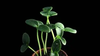 leaves move