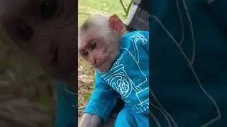 white monkey animals #shorts #bae3 #youtubeshorts #monkey #animalstv