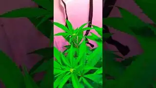 Purple Cookie Kush by Sensi Seeds - 12th Flowering Day #grow #Purple #Cookie #Kush #SensiSeeds #Cali