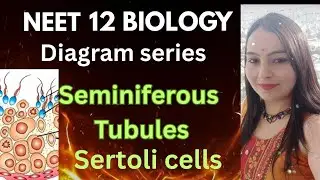 Seminiferous Tubules & Sertoli Cells Structure and function| NEET Biology with Dipti
