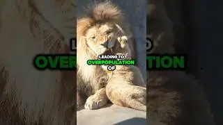 Lions are the Key for the EcoSystem 🌎 #lion #lions #shorts #viralvideo #animals