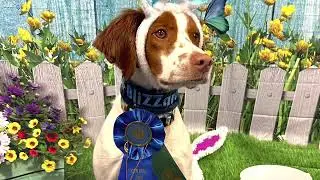 BliZZard - training at a show - NA leg #1!