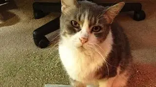 Cats  Crying  with  Tears 😭 (So Emotional) New Cats Compilation 2021