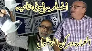 البلق و ضرايبها 👈 النشيش ولا الفريخ #ياسر_ادهم #مجدي_منير