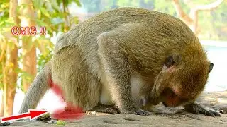 OMG !! Big Leyla Monkey Trying Hard Push Baby Newborn Outside , Mom Leyla Monkey Very Difficult To S
