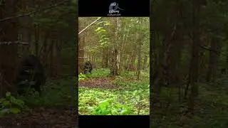 Bear Couple in Killarney, Ontario #killarneyontario #naturevideos #naturelovers