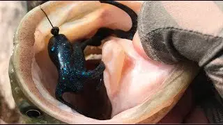 Toronto Bass Fishing - Largemouth Bass 2019