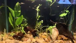 Wild type guppy tank
