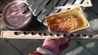 Larvení matečníků. Přeralvování matek.