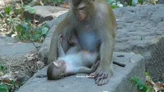 Monkey mom Luna care of baby monkey Rainbow when Libby is following Katrina&newborn Kenzo everywhere