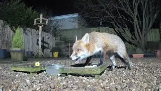 Up close and personal with Mabel the fox feeding in the garden at night