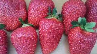 Клубника Перчинкью! Сладкий сорт, с фруктовым вкусом!