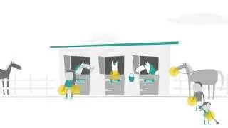 Horse Health Week -  Importance of hand washing