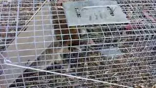 How to pick up a live trap with a raccoon in it